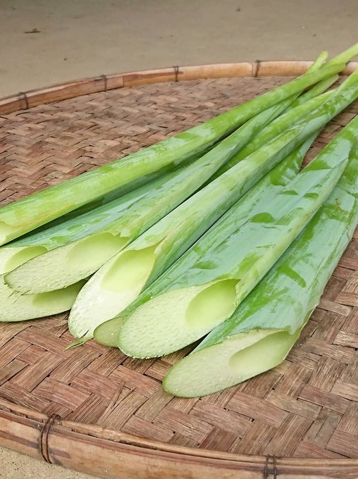 シャキシャキとした食感が魅力の高知の野菜リュウキュウ ハス芋 の食べ方と定番レシピの紹介 しまんトロッコガイド 地元のおばちゃんブログ