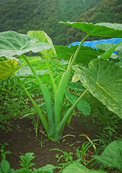 シャキシャキとした食感が魅力の高知の野菜リュウキュウ ハス芋 の食べ方と定番レシピの紹介 しまんトロッコガイド 地元のおばちゃんブログ