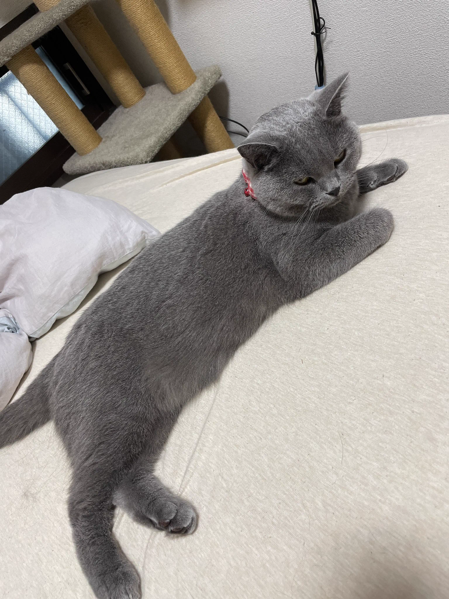 @hidekiccan 出掛けると分かると一気に不機嫌になって睨みつける息子です🐱 