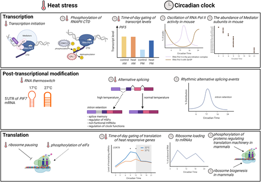 When a stress happens matters. In plants, multiple overlaps between circadian &amp; heat response networks drive variation in responses. doi.org/10.1042/BST201…