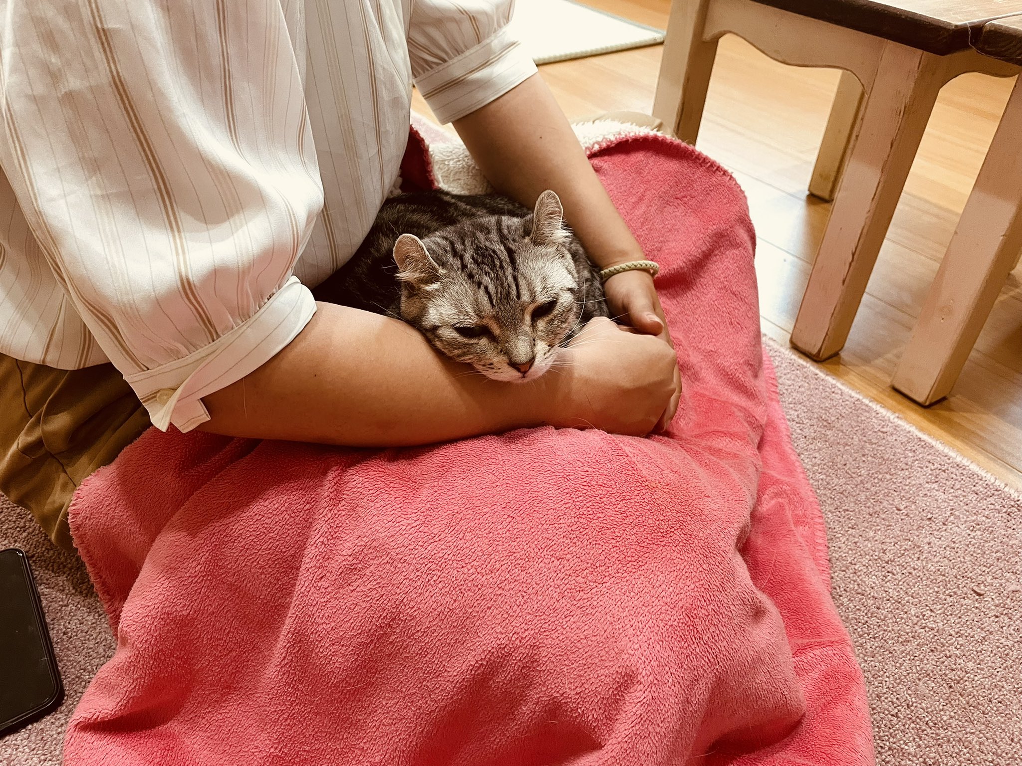 猫カフェ紅葉 大阪 泉南市 Nekocafemomiji Twitter