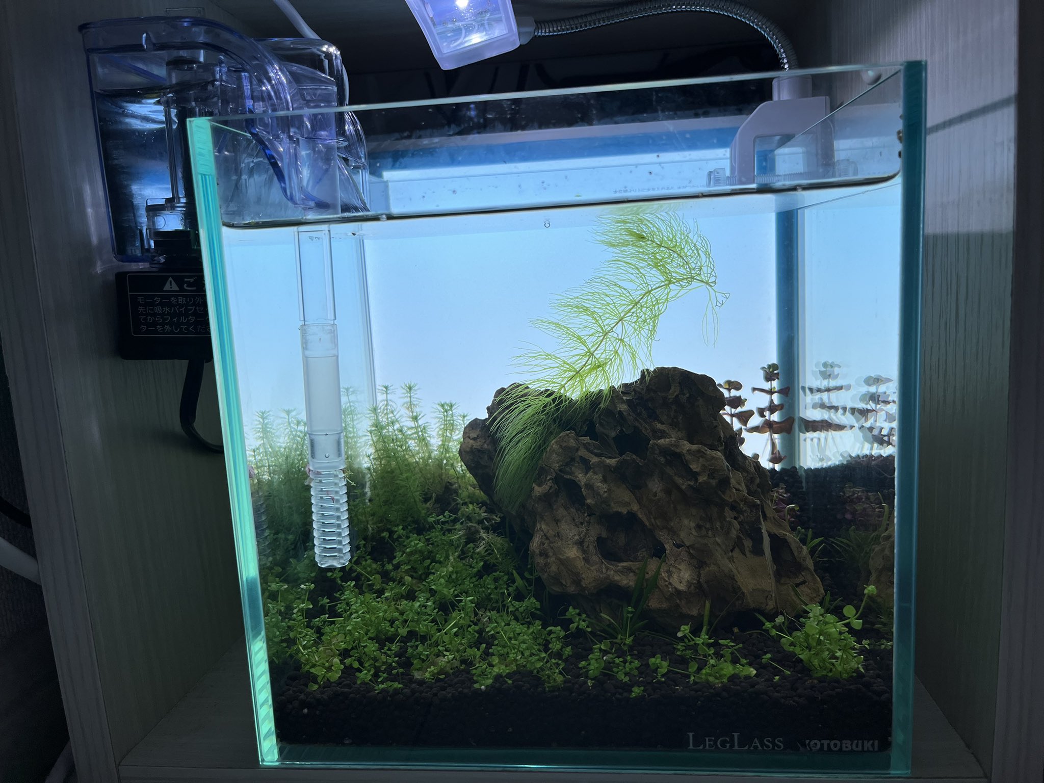 かふ サマナ cm水槽をリセットしてライトスクリーン自作したらいい感じに T Co 7ftpuy08wz Twitter