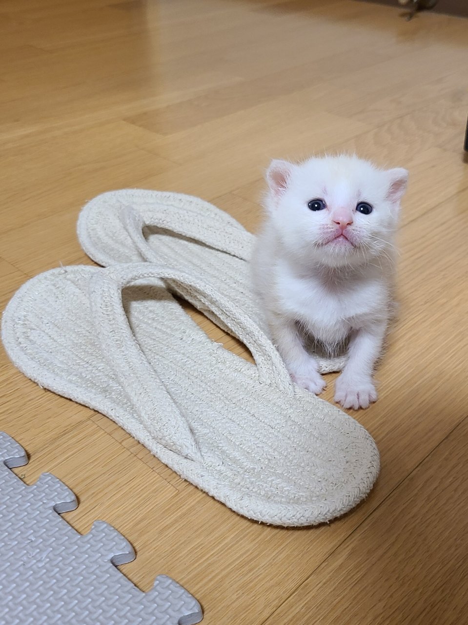 らみちま Lamichima Twitter