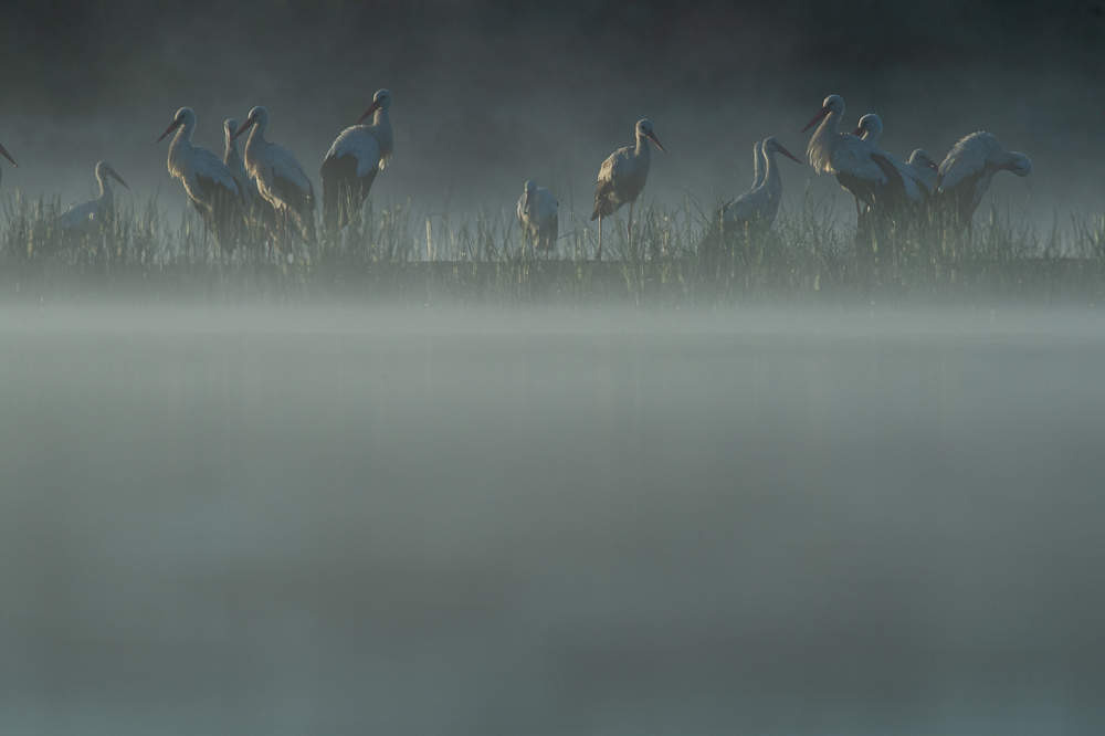 6 planes pajareros para este finde
💚 Rutas #UrbanBirding en Cáceres, Plasencia, Trujillo, Zafra y Jerez de los Caballeros
Información: bit.ly/3z630m4  
Inscripciones: bit.ly/3RxVxni 
💚 Ruta Eurobird 🇪🇸 🇵🇹 en Badajoz
Inscripciones: linktr.ee/turismobadajoz