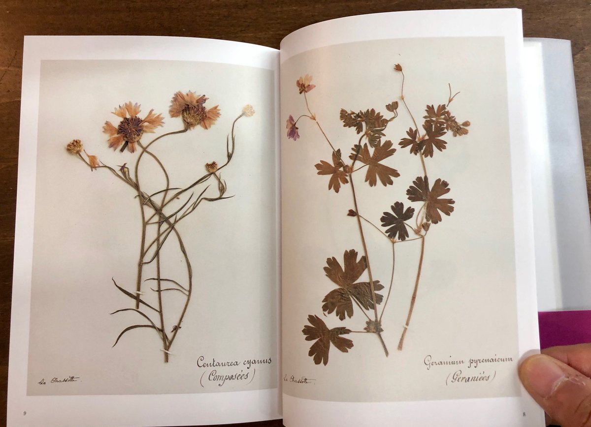 100年も昔スイスやフランスの高山に生きていた可憐な植物が、いま