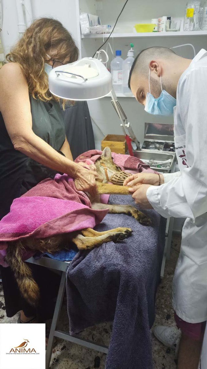 Archipelagos Institute of Marine Conservation tweet media