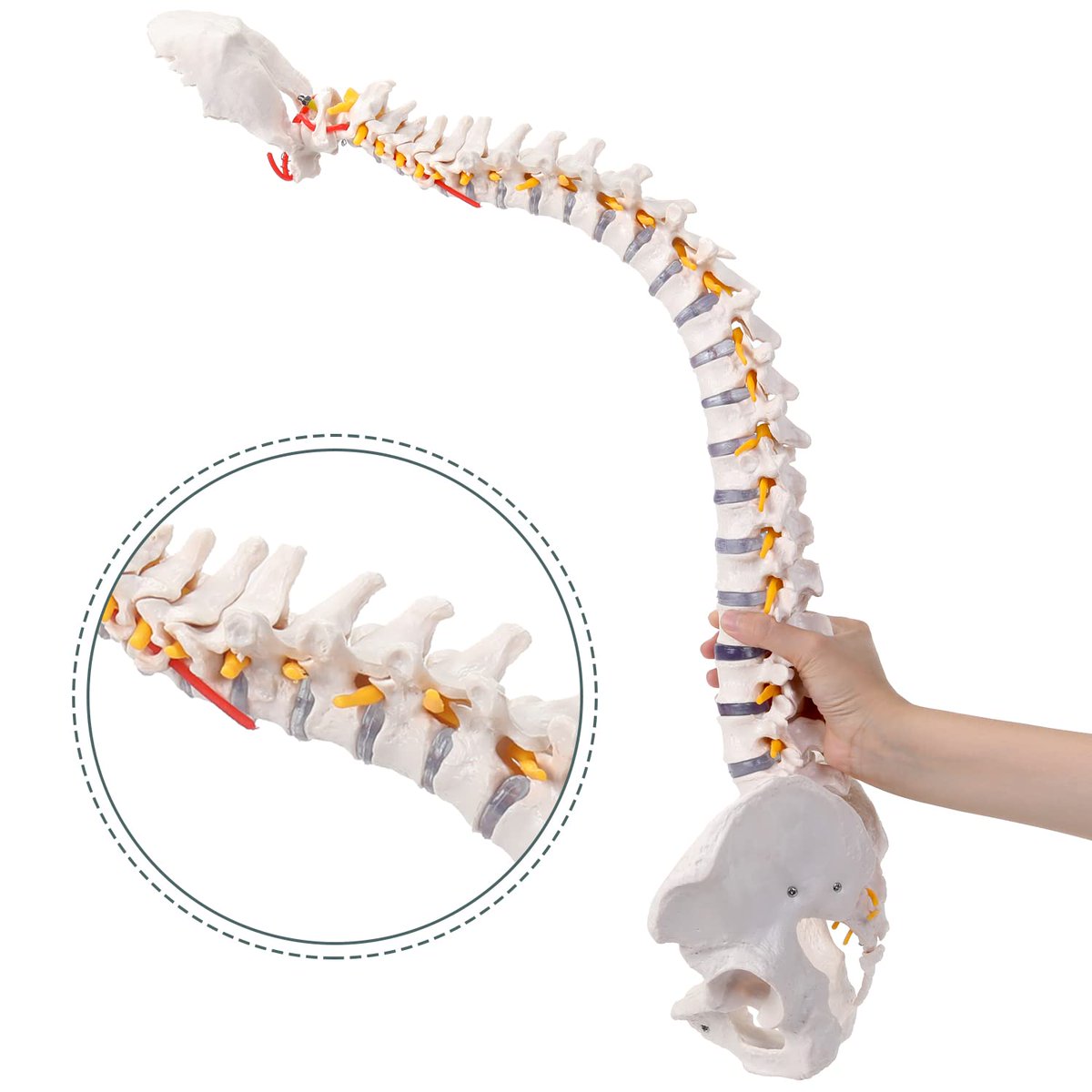 ServiceW9's tweet image. RONTEN 31&quot; Human Spine Model Life-Size Spinal Cord Model👋 Mid-Season Sale Up to 28% OFF. Shop Now,4-7 Days Delivery
#anatomy #anatomyspine #spinemodel #humananatomy #ronten #minimodel #amazon #modelanimals
rontenscientific.com/collections/al…