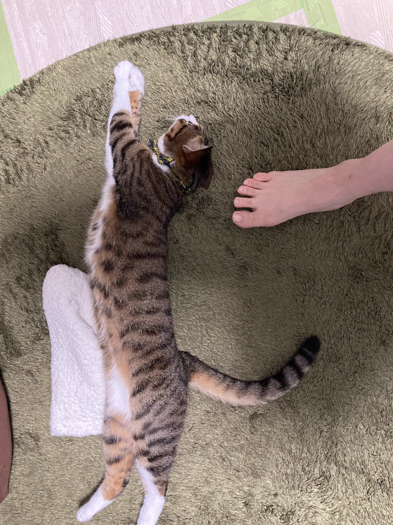 @hidekiccan ネコはどこまでも長くなれる。 