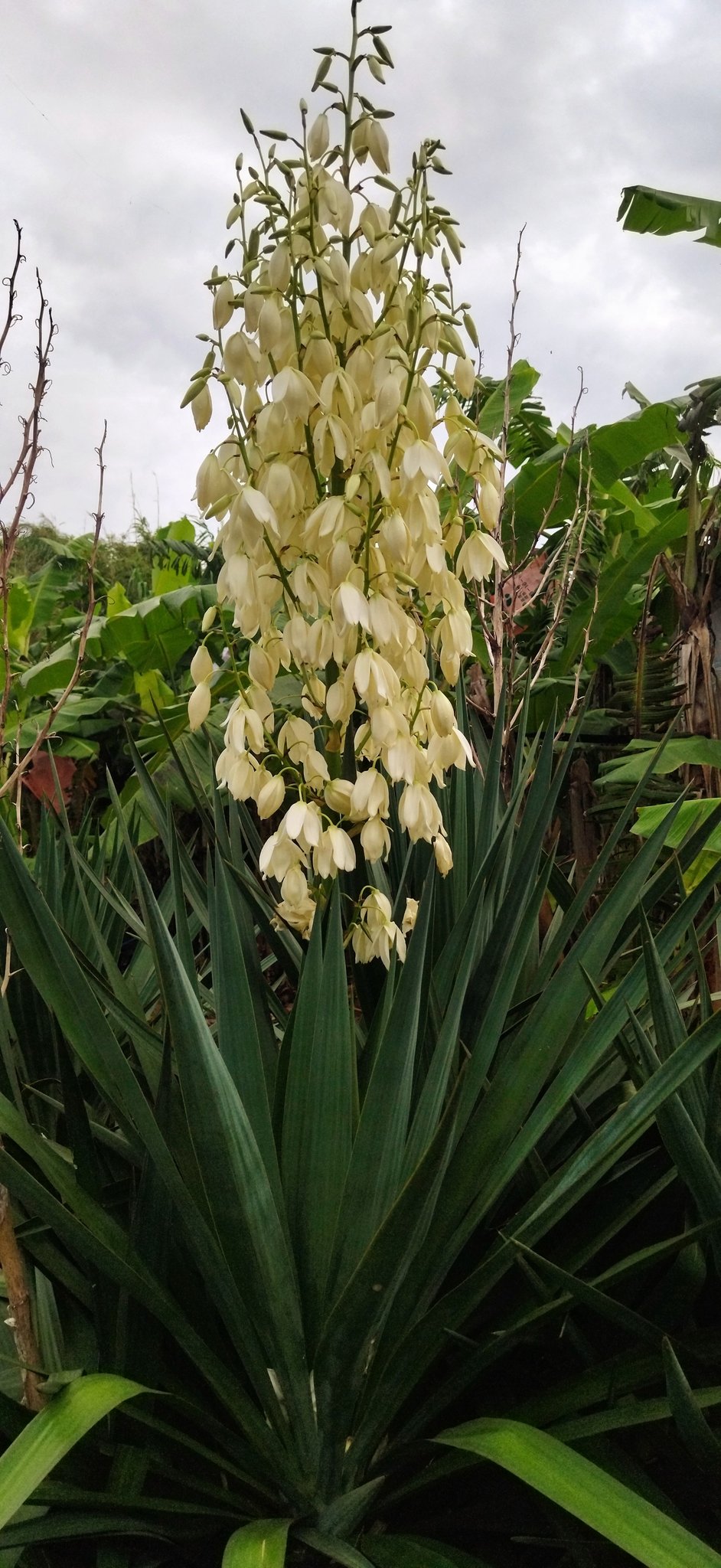 安納芋まもり隊 キミガヨラン ユッカ かな 今日も1日お疲れさまでした T Co S2ggp7rtex Twitter