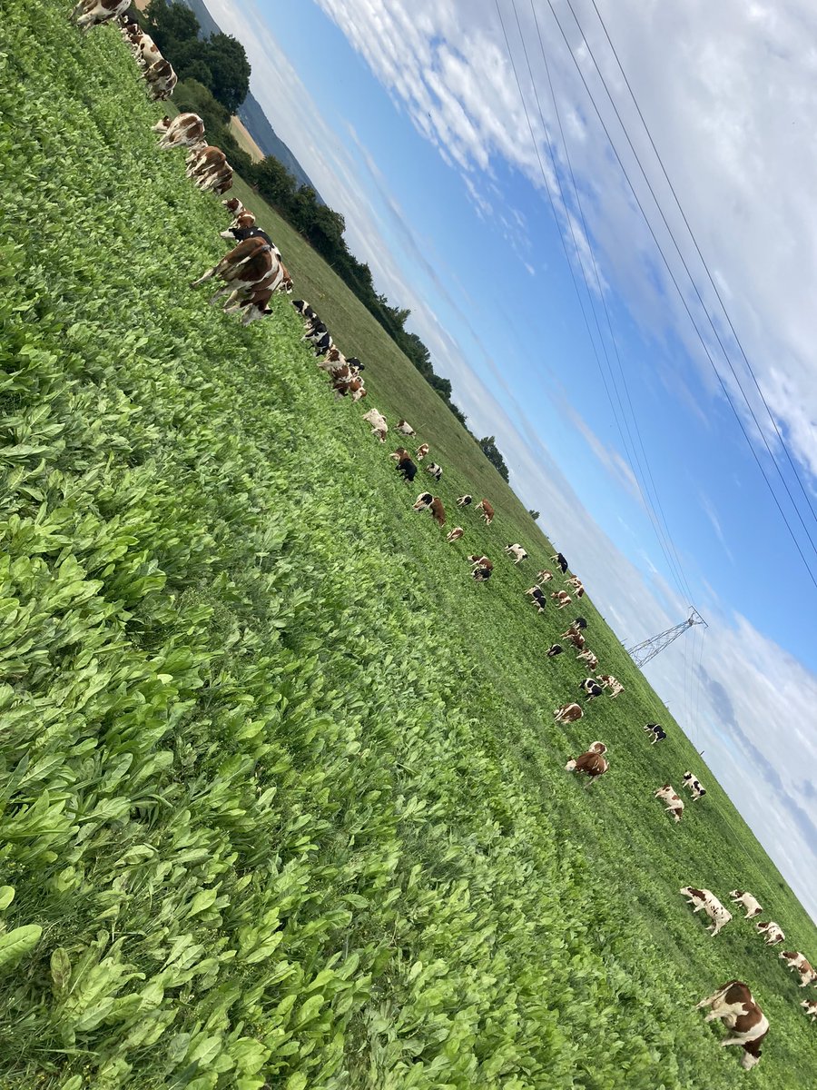 3rd grazing today on MSS since sowing on 25th April. Growing nearly twice the rest of the farm on this very dry hill. So far so good but time will tell. @GlanbiaConnect