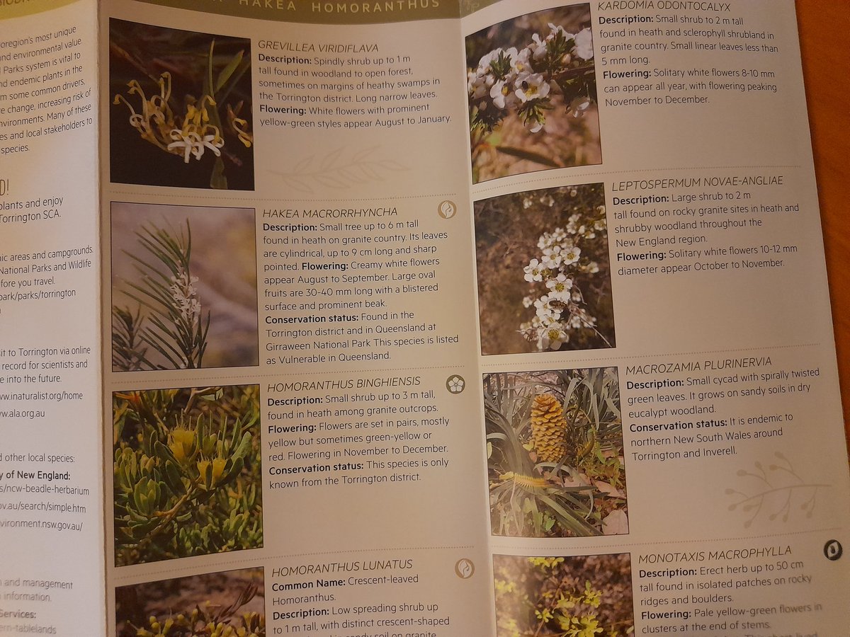 After plenty of covid delays and a baby, it's great to finally get my hands on these! Our #bushfirerecoveryau guide to rare & threatened plants of Torrington SCA will be available to the community via local NPWS, LLS & Beadle Herbarium #ozplants #threatenedspecies