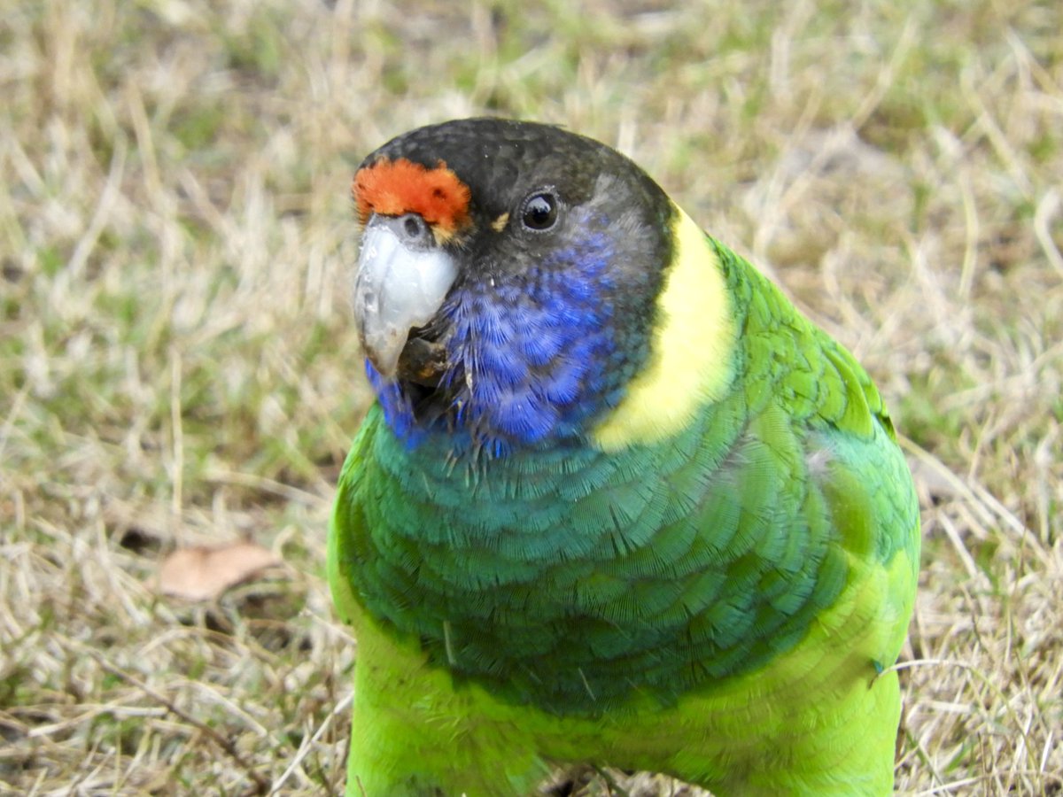 Parrot 28 - beautiful bird I photographed at Caversham@Wildlife park in Western Australia