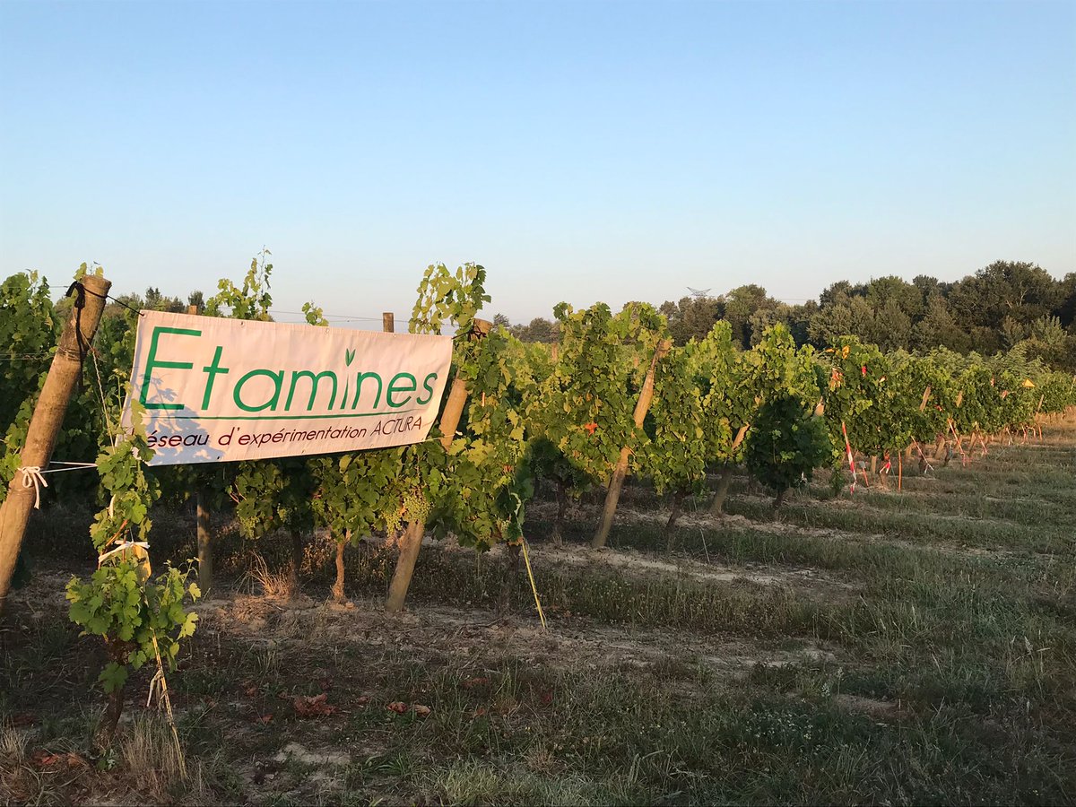 GroupeIsidore's tweet image. Le 21 juillet, les techniciens des adhérents Sud-Ouest du réseau Actura se sont réunis autour des essais vigne Etamines.

Des solutions et des innovations ont été présentées pour sécuriser les rendements et optimiser les IFT.

#agriculture #negoceagricole #etamines
