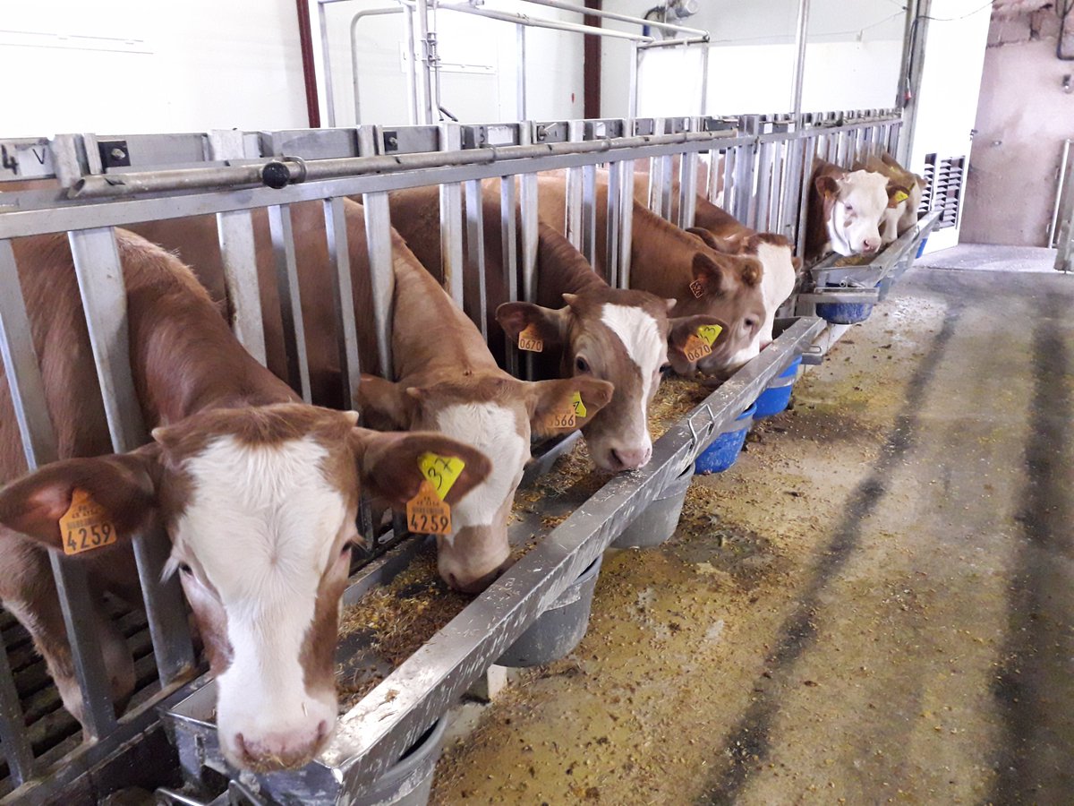 Le Veau Durable | Projet collectif structurant
▶ Transformer - Innover - Informer
👉 Préparer la production de veaux de boucherie de demain
👉 Répondre aux enjeux de compétitivité &amp; société
Porté par <a href="/InstitutElevage/">Institut de l'élevage - Idele</a> &amp; <a href="/Interbev_fr/">Interbev</a>
Info : cutt.ly/qAUgcwb
#LeVeauDurable