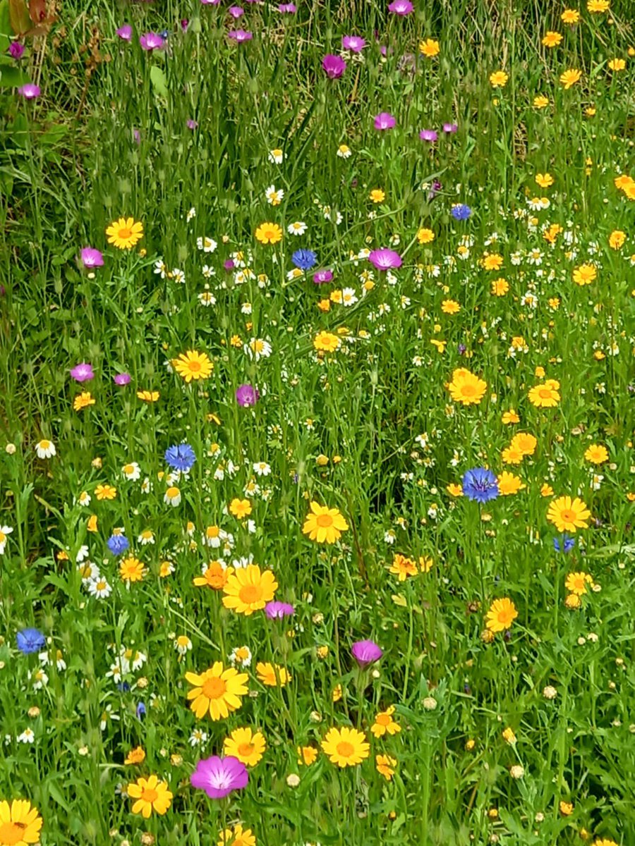 Congratulations to Elaine and our wonderful Eco-Church team on winning the Community Award for Battle in Bloom. So much hard work goes into our churchyard and community garden, not least the hard task of watering in the very dry and hot weather. Thanks to everyone involved.
