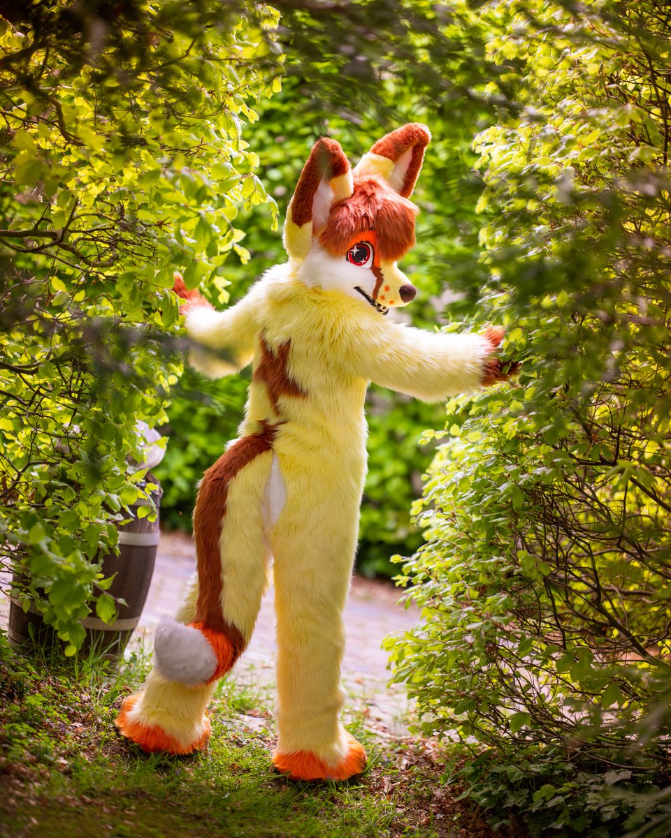 On my way to steal the spotlight once again on #FursuitFriday ¬‿¬ ~☆
📷<a href="/CaptainChaotika/">🌻 混沌的隊長 ➡️ AFC</a>
✂️@R5suits/<a href="/DreamCally/">CallyDream</a>