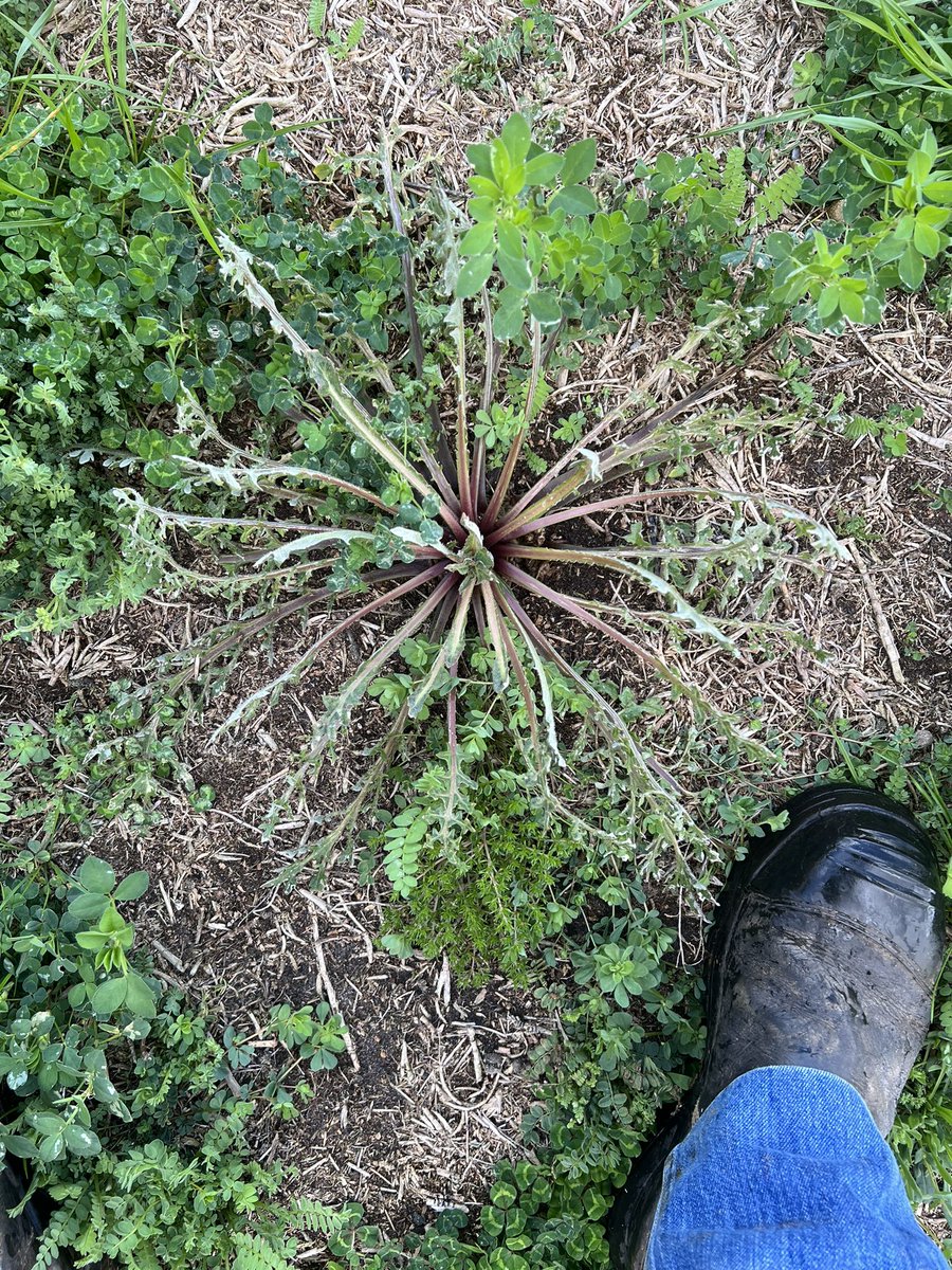 Colin Bowey tweet media