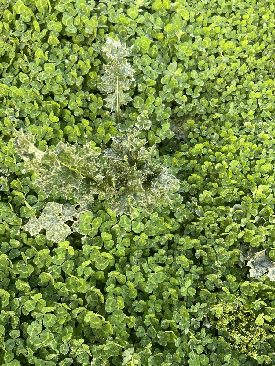 Colin Bowey tweet media