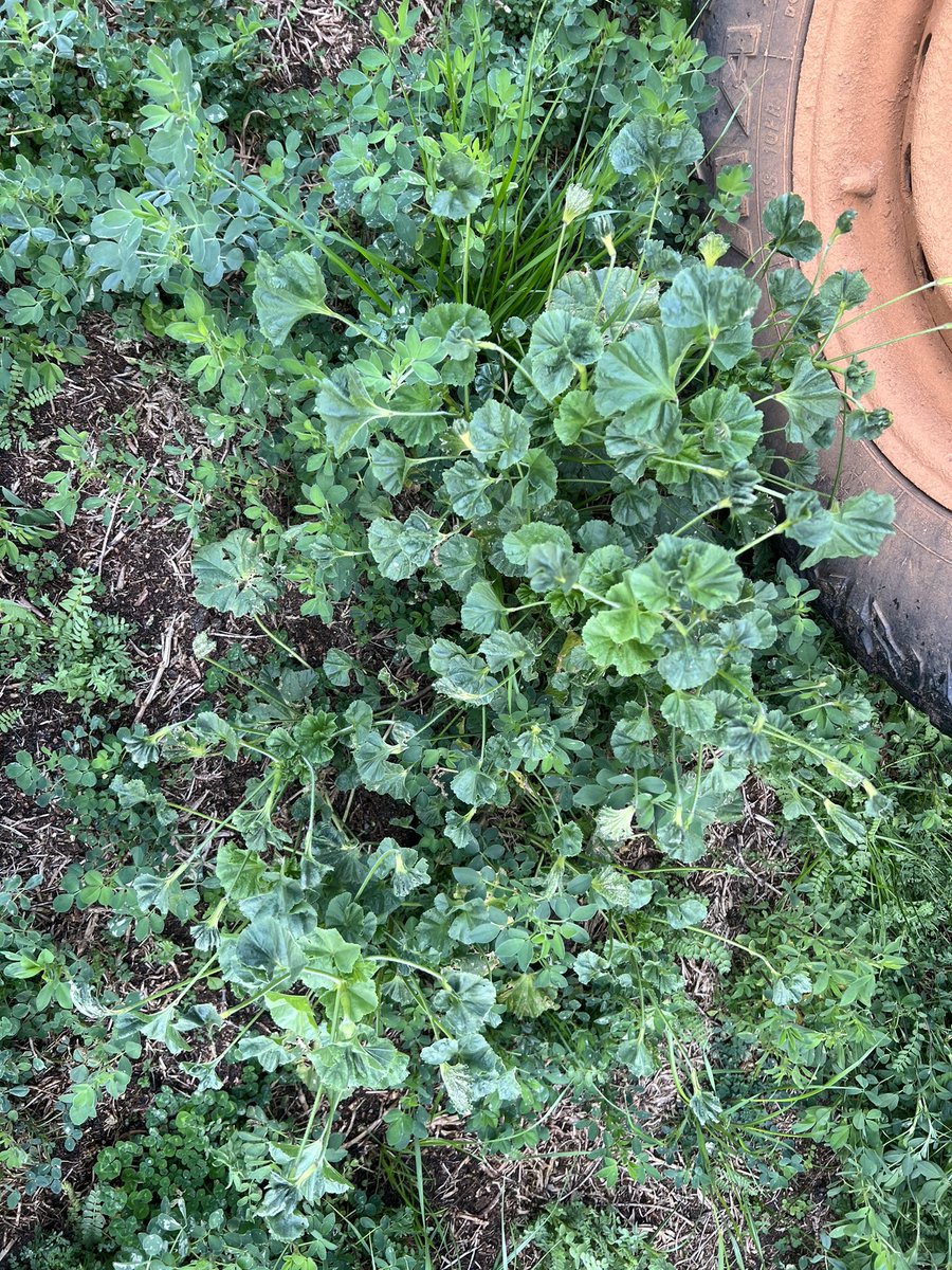 Colin Bowey tweet media