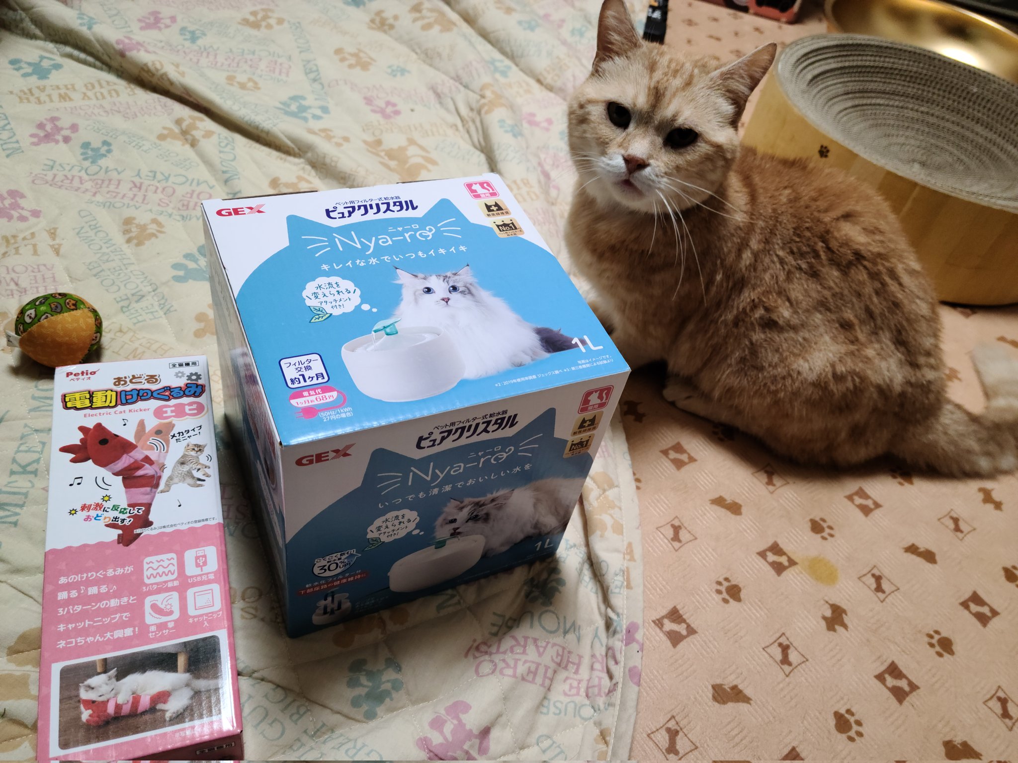 تويتر おこめちゃん على تويتر これからもまだまだ元気でいてね 猫のいる暮らし マンチカン 短足マンチカン T Co 9hyupyrjmn تويتر おこめちゃん على تويتر これからもまだまだ元気でいてね 猫のいる暮らし マンチカン 短足マンチカン T Co 9hyupyrjmn