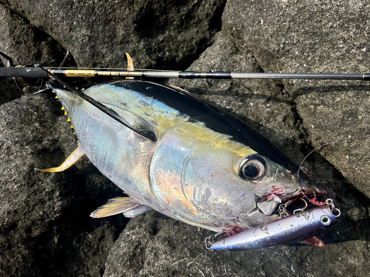 murachio's tweet image. 磯から10kgオーバー、メーターオーバーの魚をいつかとりたいと思ってたけど遂にやりました！
磯からマグロも目標にしてたしダブルで叶いました！
117センチ18kg！