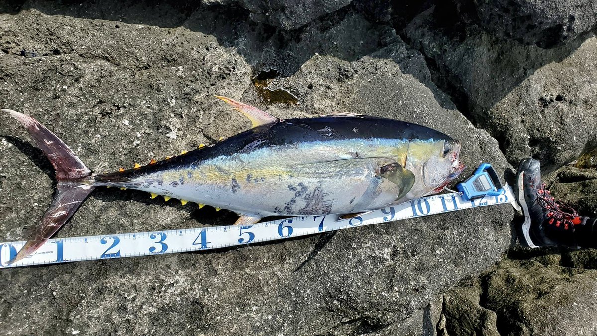 murachio's tweet image. 磯から10kgオーバー、メーターオーバーの魚をいつかとりたいと思ってたけど遂にやりました！
磯からマグロも目標にしてたしダブルで叶いました！
117センチ18kg！