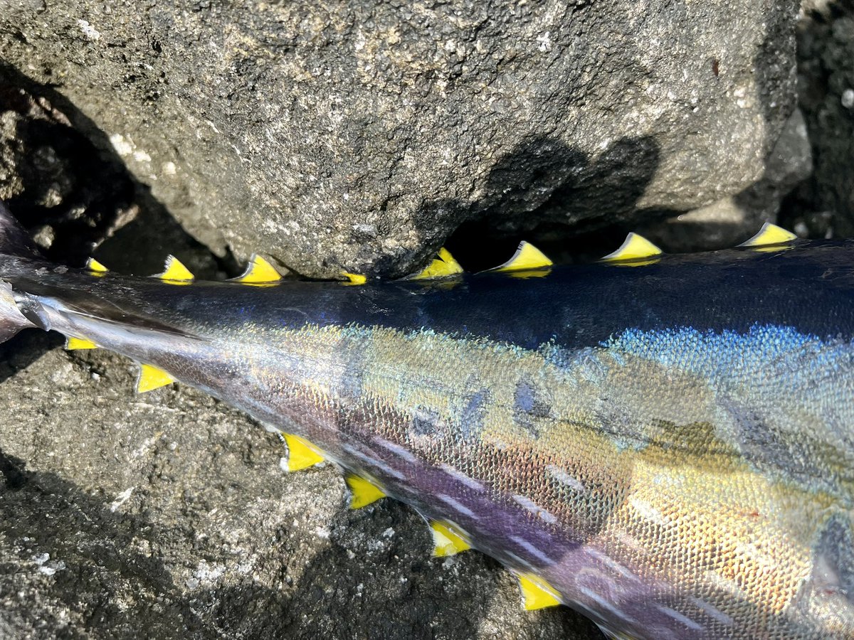 murachio's tweet image. 磯から10kgオーバー、メーターオーバーの魚をいつかとりたいと思ってたけど遂にやりました！
磯からマグロも目標にしてたしダブルで叶いました！
117センチ18kg！