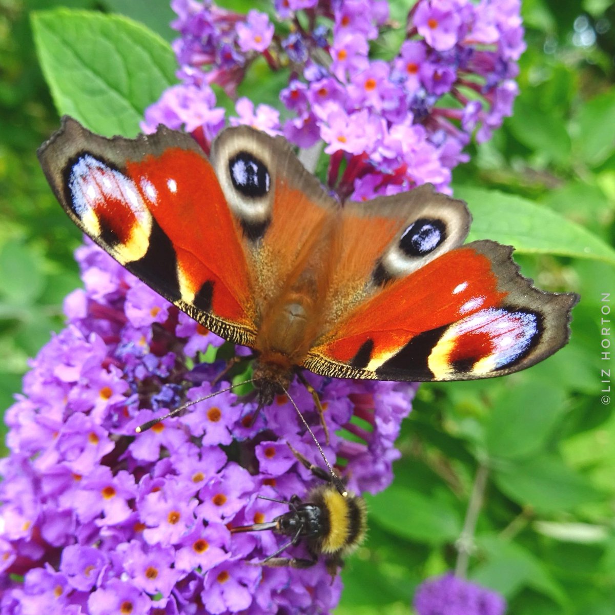 💗💜🐝 Peacock #Butterfly and a #Bumblebee..a lucky snap of two of my favourite #insects together on the Buddleia/Butterfly Bush.
#nature #wildlife #bees #photography
#butterflies #pollinators
#CountThemToSaveThem
#FridayVibes
#BeeTheChange #SaveTheBees
#BeesNeedsWeek..🍀💗🐝💜🕊