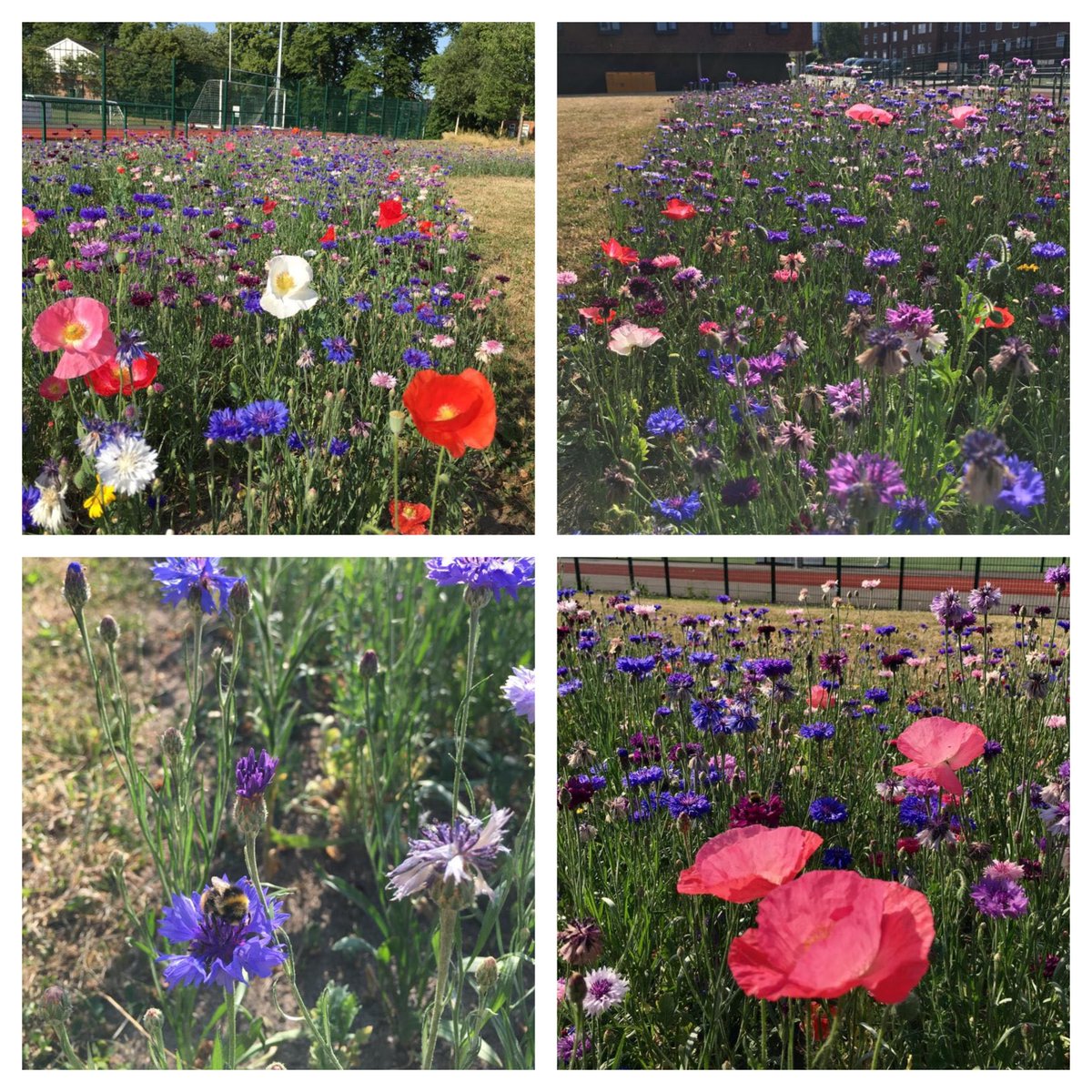 Our Euroflor Cornflower and Euroflor Hope #WildflowerMixes are looking superb at the <a href="/uochester/">University of Chester</a>!

Adding a burst of colour and helping enhance #biodiversity in the area, these #wildflowers have created a more eco-friendly and beautiful campus for the students.

T: 0800 138 7222