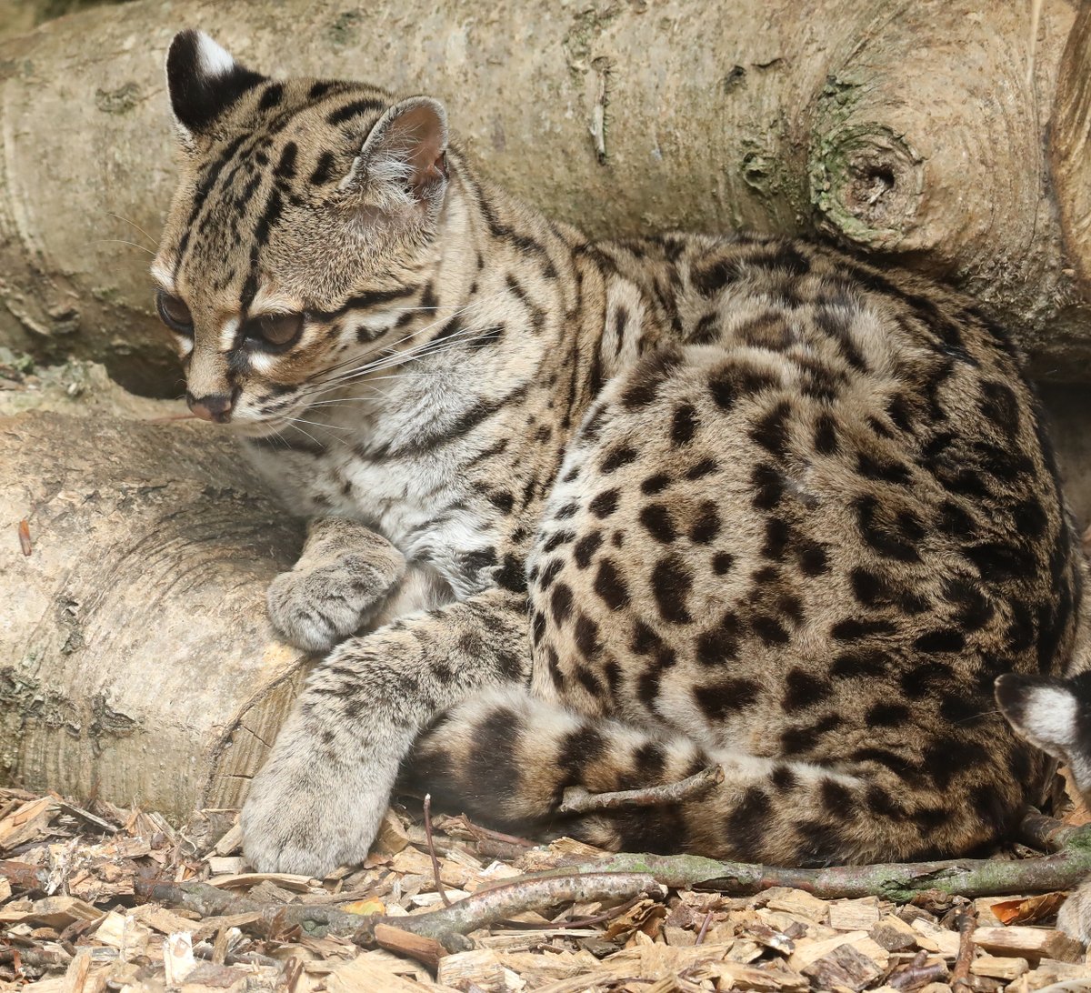 MiriamHaas11's tweet photo. Margays @exmoorzoo #margay https://t.co/sI7uV2pTMN