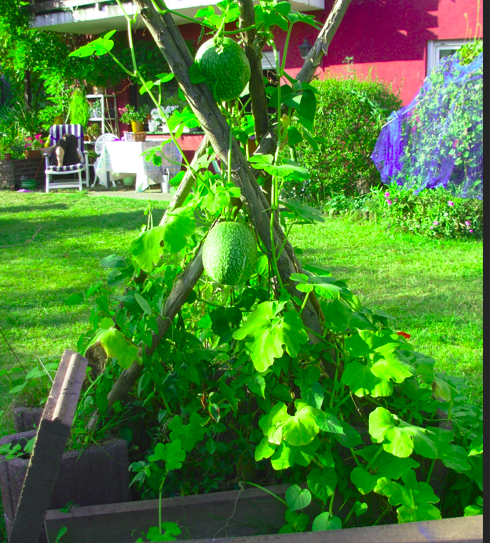 KlausRiede's tweet photo. ist zwar #Gechichte, aber trotzdem: #growyourown, hier: Bonn-Beuel https://t.co/1Nr34BIzJL