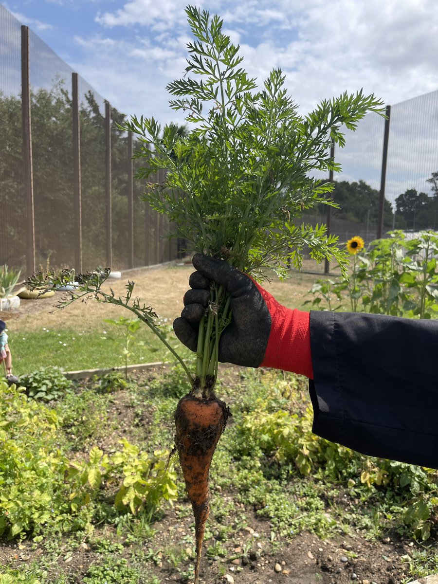 Our gardening group (and us) were absolutely chuffed with today’s harvest! 🥔🥕🥬 #nhs #gardening #socialinclusion <a href="/OxleasFrnsicPT/">Oxleas Forensic Psychological Therapies</a>