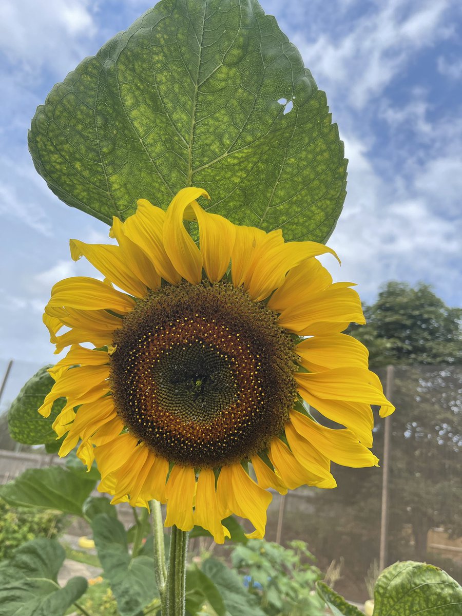 wmcoxleas's tweet photo. The sunflowers have started blooming in our therapeutic garden and they are looking lovely 🌻🌻 #nhs #gardening #socialinclusion #nature @OxleasFrnsicPT https://t.co/nUut2ncAHA