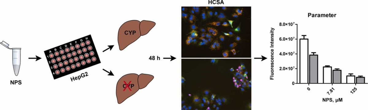 A simplified strategy to assess the cytotoxicity of new psychoactive substances in HepG2 cells using a high content screening assay – 
loom.ly/3RjxxN8

Significant cytotoxic potential observed for two cathinone derivatives and one synthetic cannabinoid.