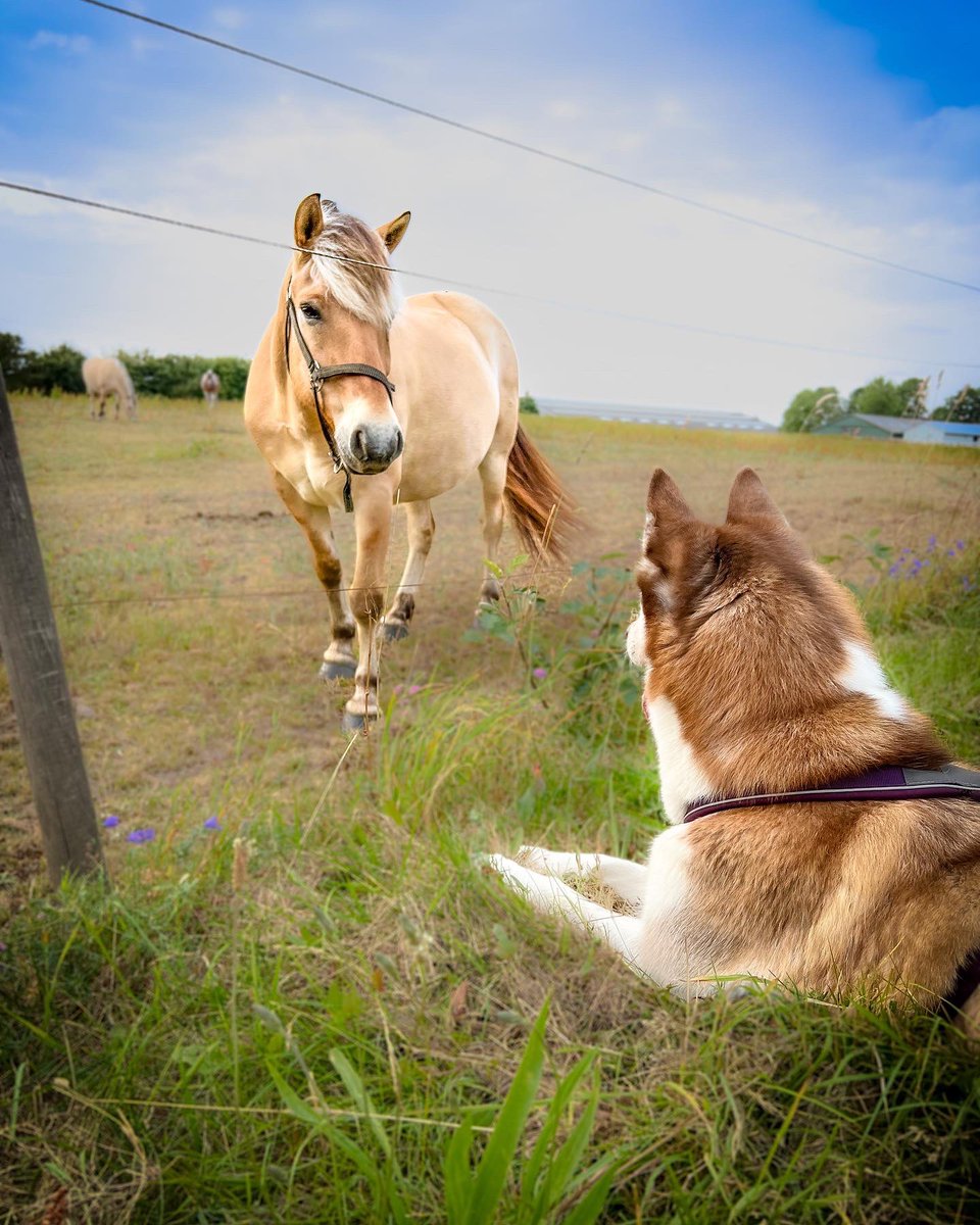 Koda loves Making new friends 🫶 

Hiiiii horsey 🐴

#dogsoftwitter #twitterdogs