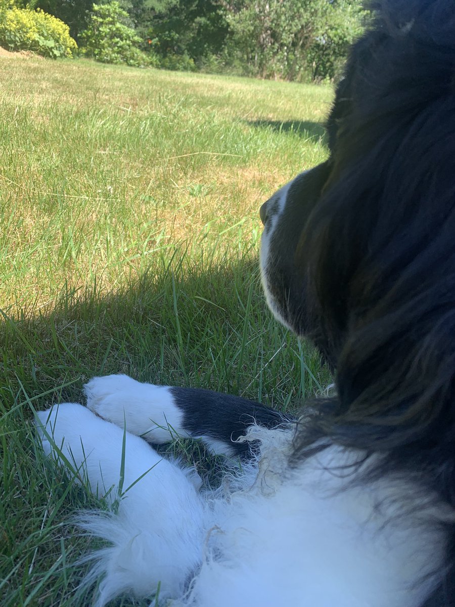 Our Hearts are broken. Sadie crossed the Rainbow Bridge today after a short illness. Unless you have Loved a Dog, you will never know the pain 🐾❤️🐾
See you on the other side my Sweet Sadie Girl ❤️ #DogsOnTwitter