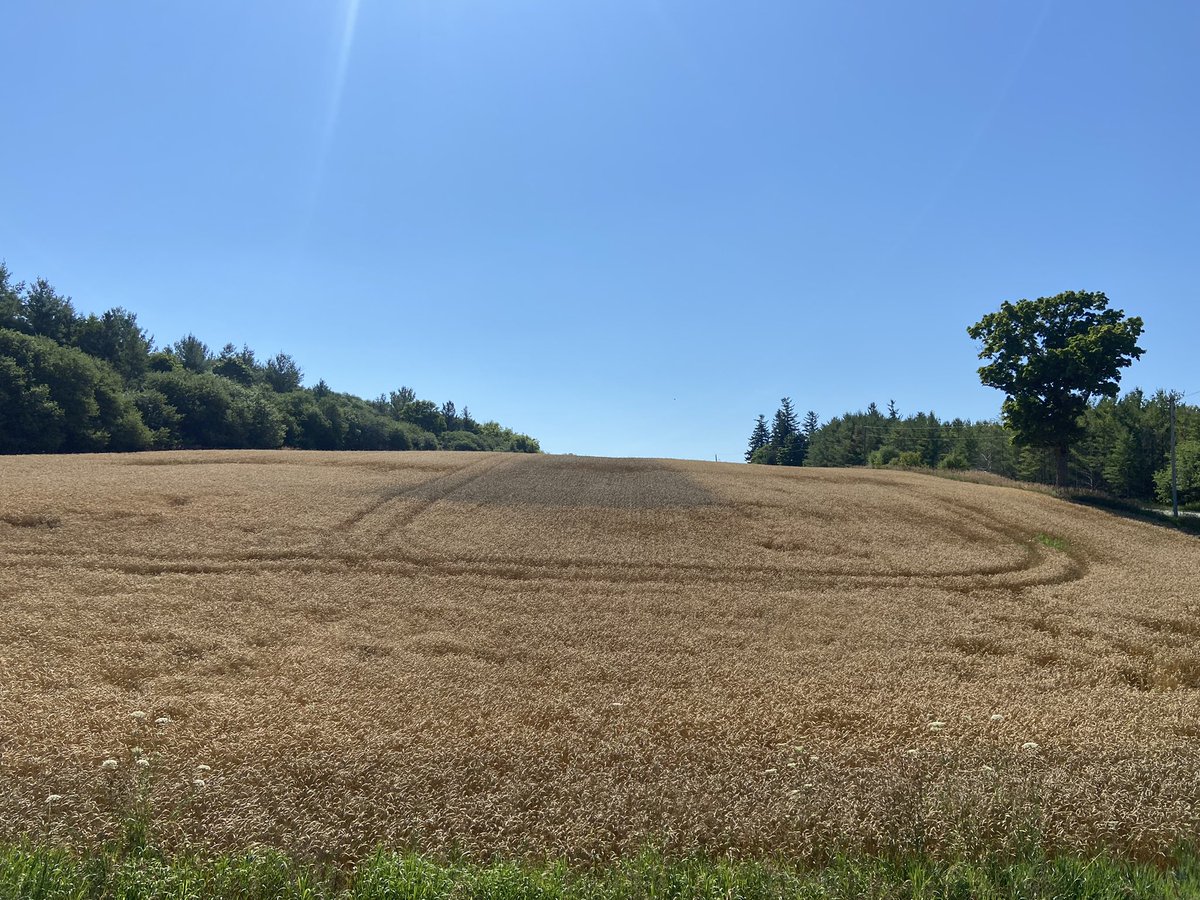 JoannaMWallace's tweet image. After 2 solid years of proving itself in Ontario fields - there aren’t too many #MiravisAce check strips out there anymore. But when you leave one, it’s a good reminder you made the right product choice! 

@syngentacanada 
#fieldperformance