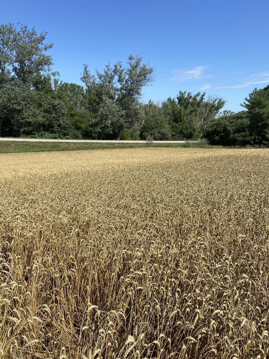 JoannaMWallace's tweet image. After 2 solid years of proving itself in Ontario fields - there aren’t too many #MiravisAce check strips out there anymore. But when you leave one, it’s a good reminder you made the right product choice! 

@syngentacanada 
#fieldperformance