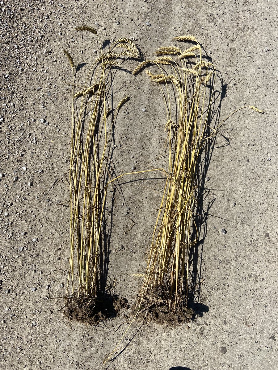 JoannaMWallace's tweet image. After 2 solid years of proving itself in Ontario fields - there aren’t too many #MiravisAce check strips out there anymore. But when you leave one, it’s a good reminder you made the right product choice! 

@syngentacanada 
#fieldperformance