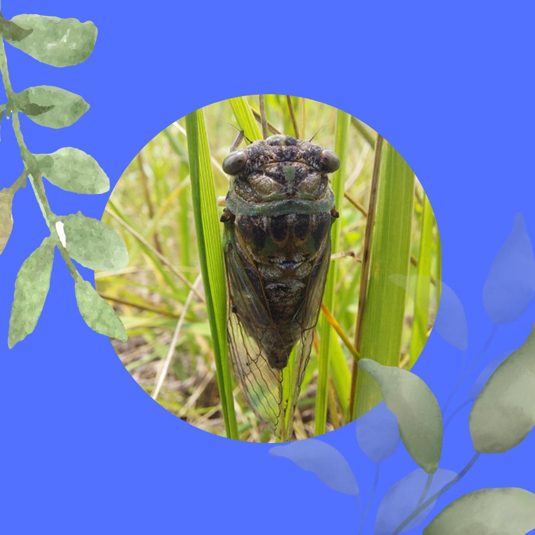 Friends of the Rouge tweet media