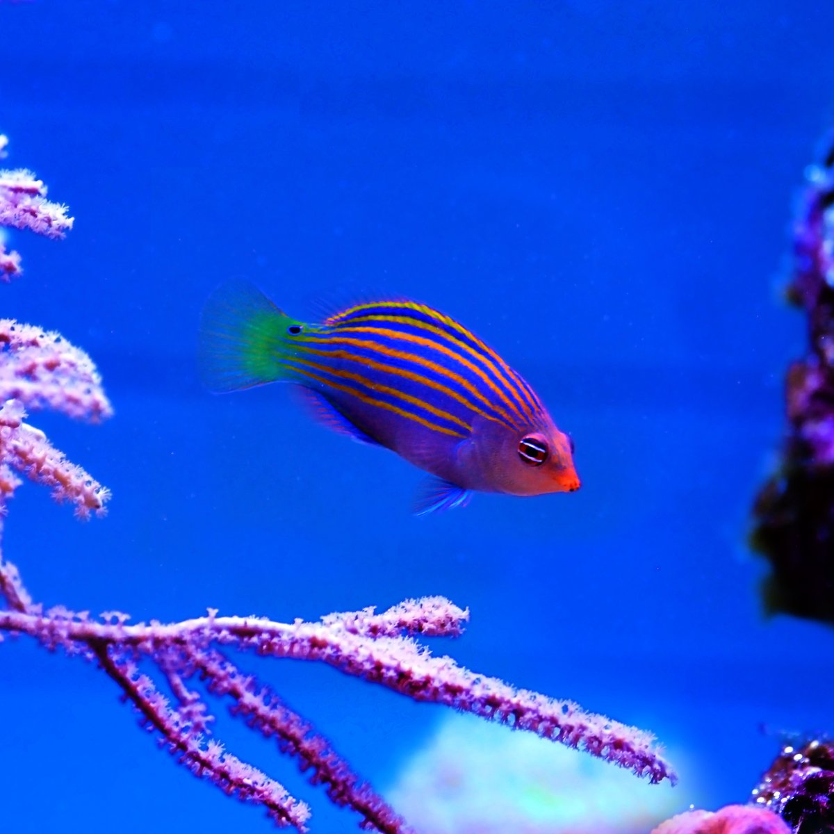 ReefChasers's tweet photo. Melanurus & Six-Line Wrasses back in stock!
https://t.co/LuOQNFxBnt 💦
#reefchasers #wrasse #sixline #melanurus #saltwaterfish #rcc #reef2reef #reefbuilders #reeftanksofinstagram #allmymoneygoestocorals #reeftank #saltwatertank https://t.co/Ycmzho0Lyi