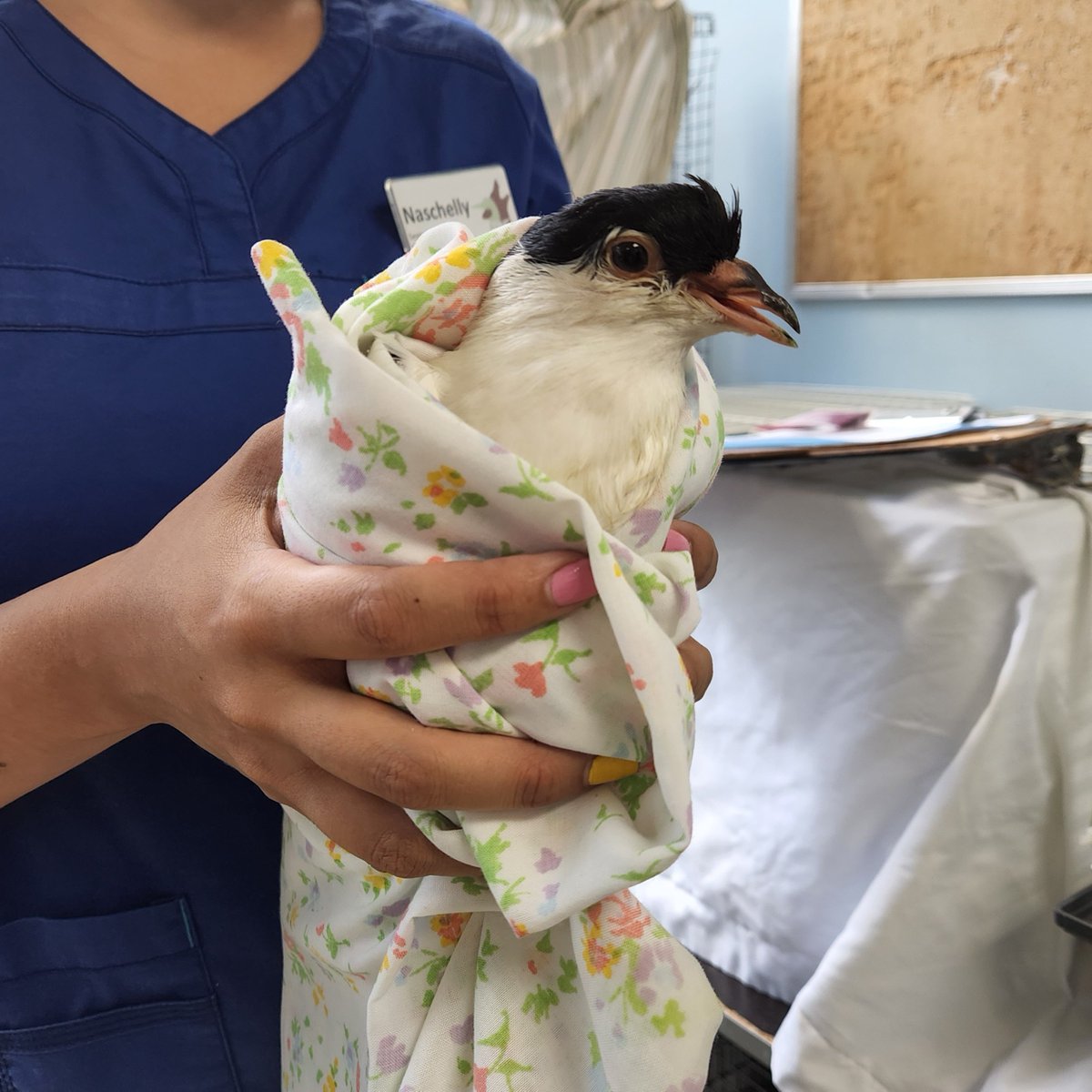 TWC_Wildlife's tweet photo. ❗️RESIDENTS OF BATHURST AND STEELES❗️
Dozens of pigeons were found dead or convulsing in the area after likely being poisoned. We have sent bodies for testing. If you find birds who are seizing, have wing tremors, or are unable to fly please call our Hotline at 416-631-0662. https://t.co/lE7RQy3vFI