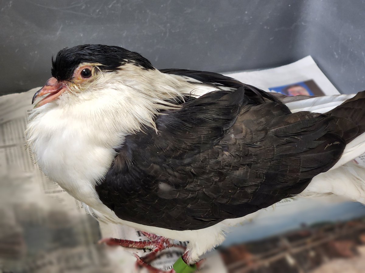 TWC_Wildlife's tweet photo. ❗️RESIDENTS OF BATHURST AND STEELES❗️
Dozens of pigeons were found dead or convulsing in the area after likely being poisoned. We have sent bodies for testing. If you find birds who are seizing, have wing tremors, or are unable to fly please call our Hotline at 416-631-0662. https://t.co/lE7RQy3vFI