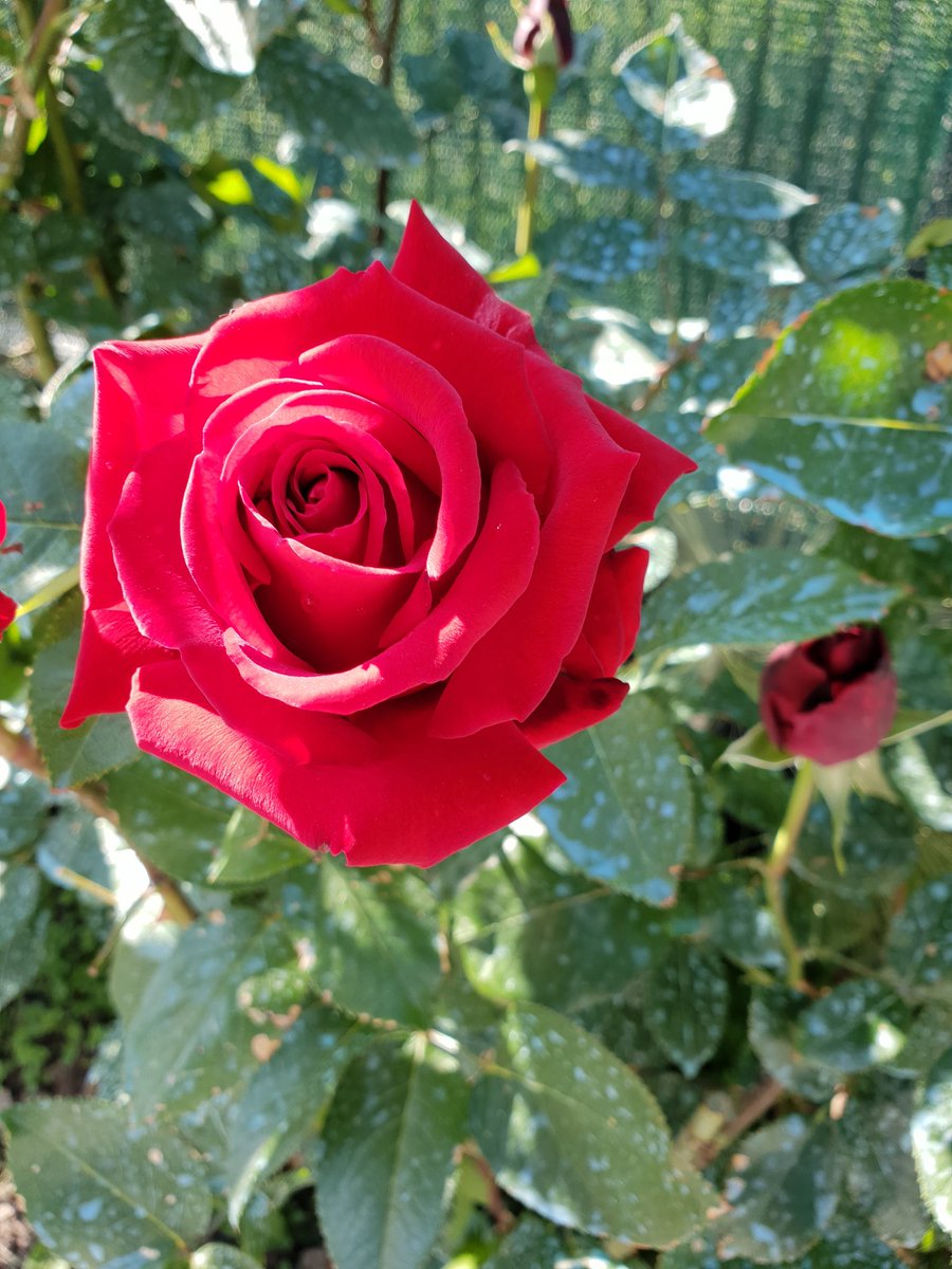 VRzvan1's tweet photo. A wonderful rose from my garden. https://t.co/T0BiPR2Lb5
