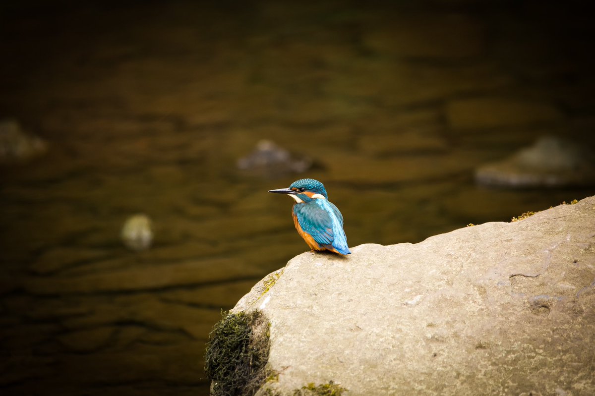 Saw the kingfisher today at snuff mills