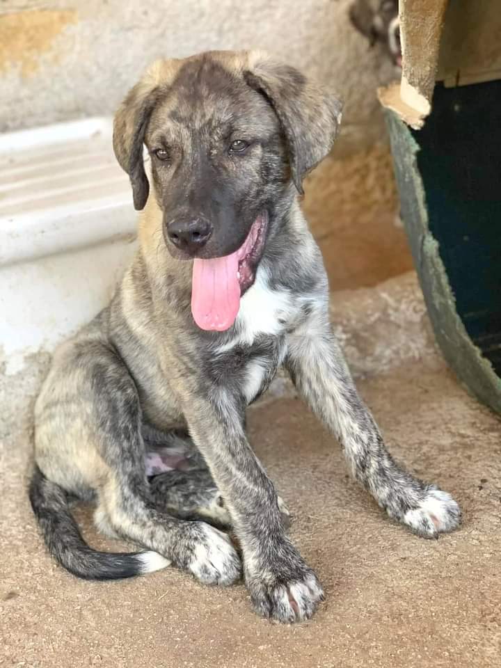 SAMUEL,la sua attesa prima o poi deve finire😢
È un cucciolo socievole e soffre la mancanza del contatto umano. Passa le giornate davanti alla rete del box aspettando una carezza
Samuel è pronto a raggiungervi in tutta Italia
Ha 4 mesi 
Per adottarlo chiamate Francesca 3382506451