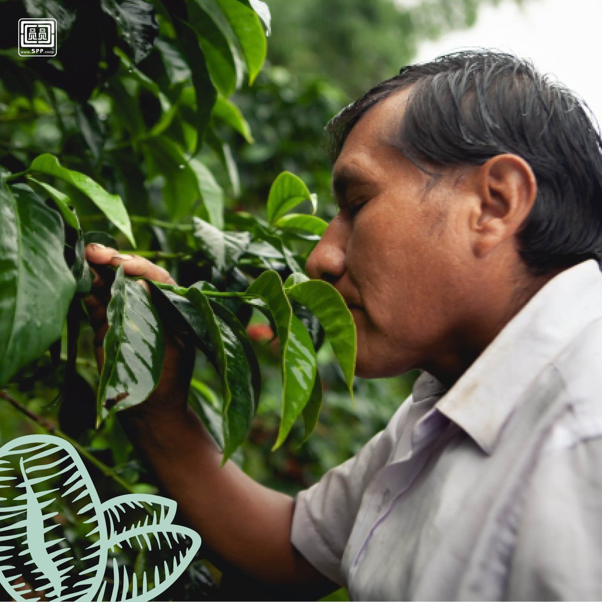 We produce a wide range of top-quality organic coffees; we guarantee that we pay close attention to detail regarding our crops so that you can enjoy a responsibly grown coffee 🌱.

📷 CECOVASA

#SPP #organiccoffee #smallproducers #responsibleconsumption