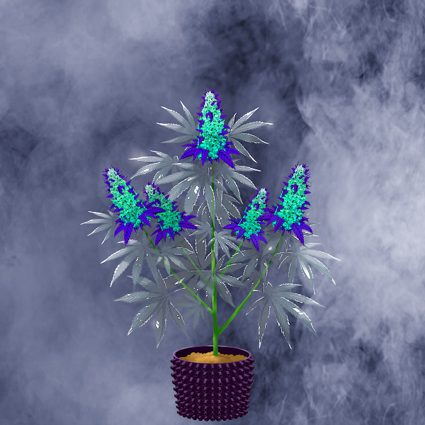 Crypto Cannabis Club tweet media