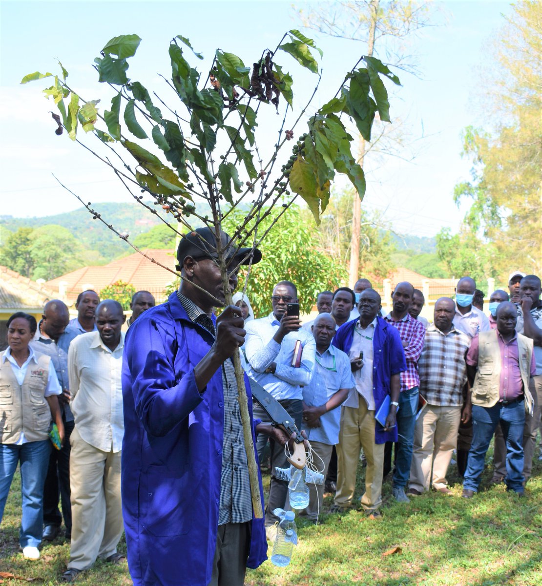 UgandaCoffee_'s tweet photo. Today, UCDA Extension Staff completed a 5-day training/retooling exercise on pest management &amp; disease control &amp; the establishment of CWD-r mother gardens at @NaCORIUganda. We laid strategies to support coffee farmers better to increase production, income &amp; improve quality. https://t.co/YsCJk4aTpE