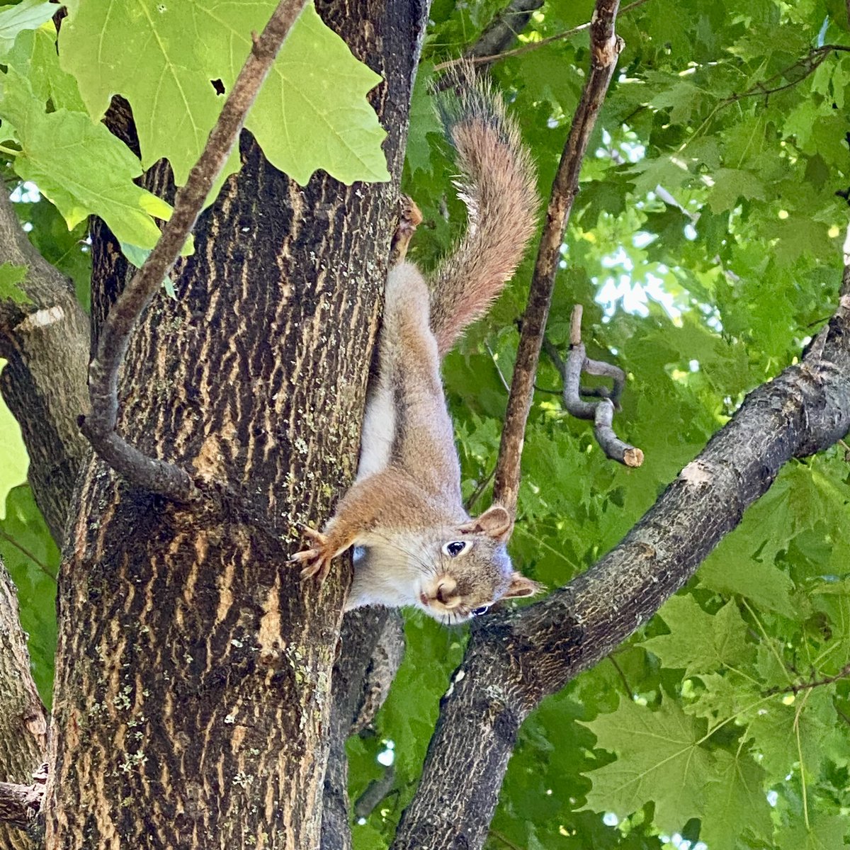 HippySquirrel's tweet photo. How’s your day going, #SquirrelScrolling?! 💗🐿🎉 https://t.co/fEZ72vEnUk